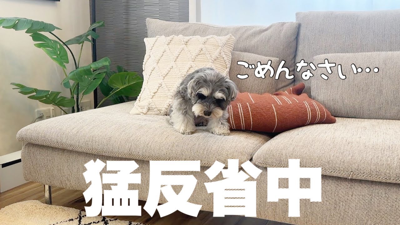 新居で初めてフリーお留守番！まさかの行動に後悔しました…【ペットカメラ】