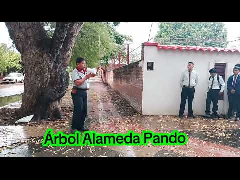 Árbol Alameda Pando, ciudad Benemérita de Villa Montes, Tarija, Bolivia 🇧🇴
