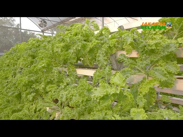 Tanaman Hortikultura Menjadi Inovasi Pertanian Perkotaan