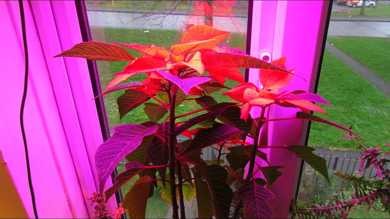 How To Re Bloom Poinsettias - Euphorbia pulcherrima