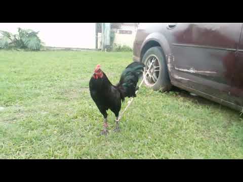 Gallo asil cobra hatch con mug