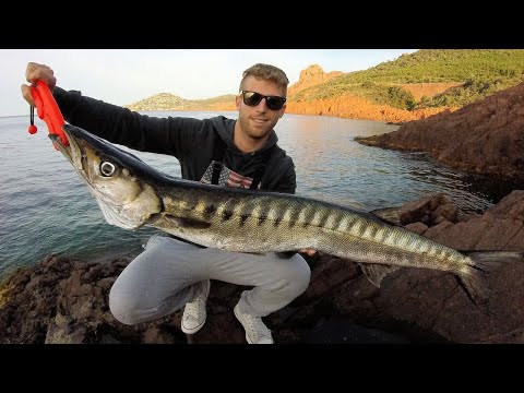 Barracuda på 5,5 kilo fanges fra kysten