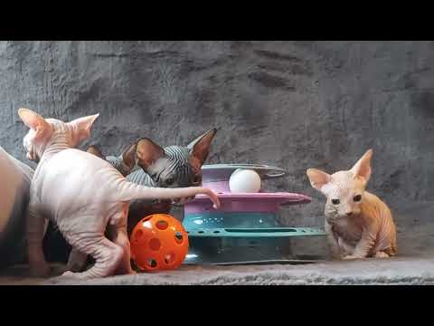 Sphynx Sphinx kittens cat( can deliver) - Image 2