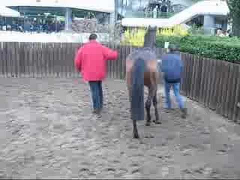 Horse Race in Frankfurt