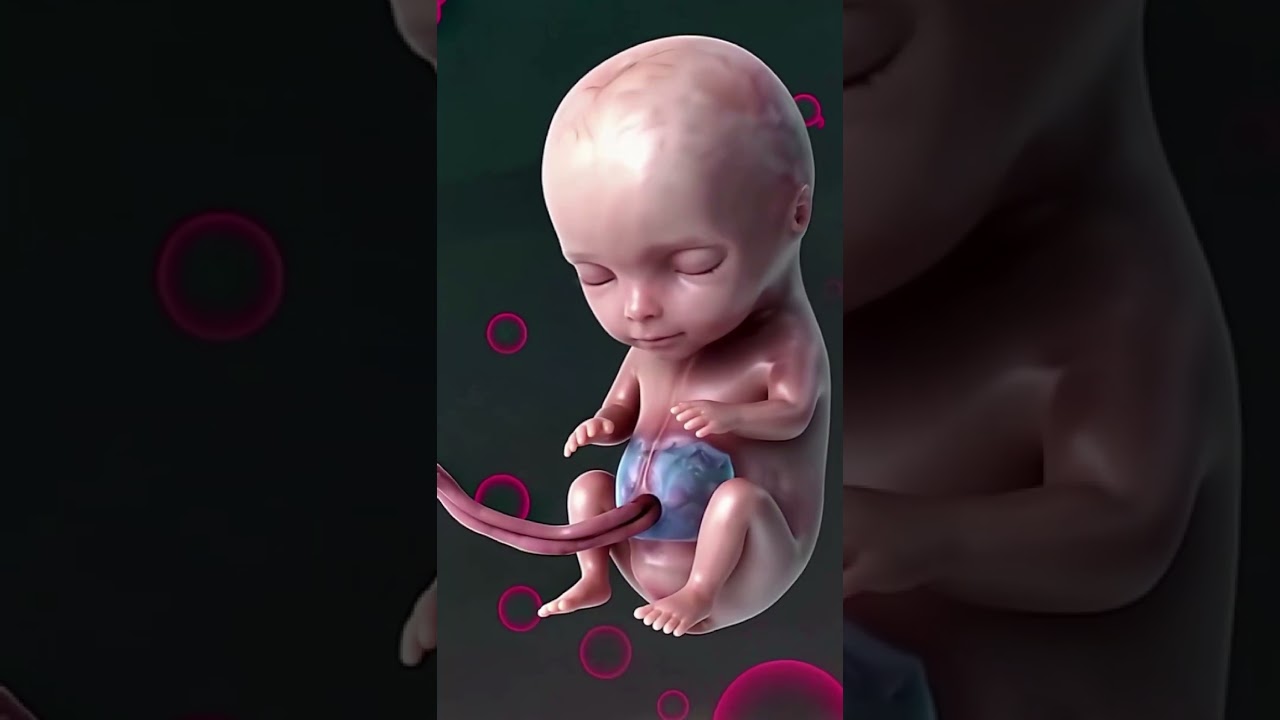 Fetal Development | The Creator's Miracle 🤰🏻💞👶🏻