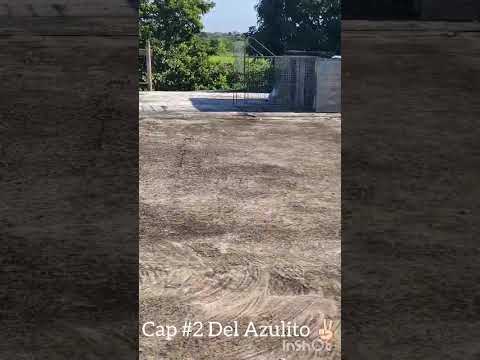 CAP #2 DEL AZULITO #palomas