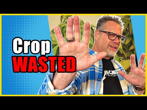 The 3 BIGGEST MISTAKES Cannabis Growers Make with Their Nutrients