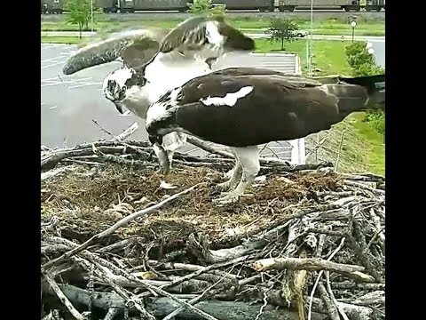 Hellgate osprey 6 7 18 430pm fish delivery Iris had a hard time feeding babies it was so windy