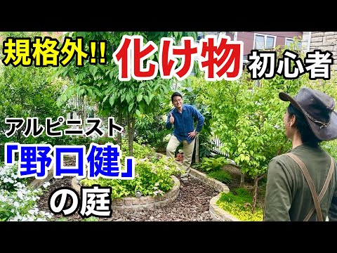 園芸 ジャイアントソードファーン