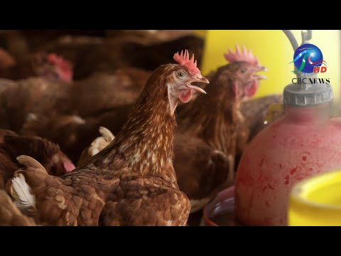 Farmers able to meet local demand for chicken