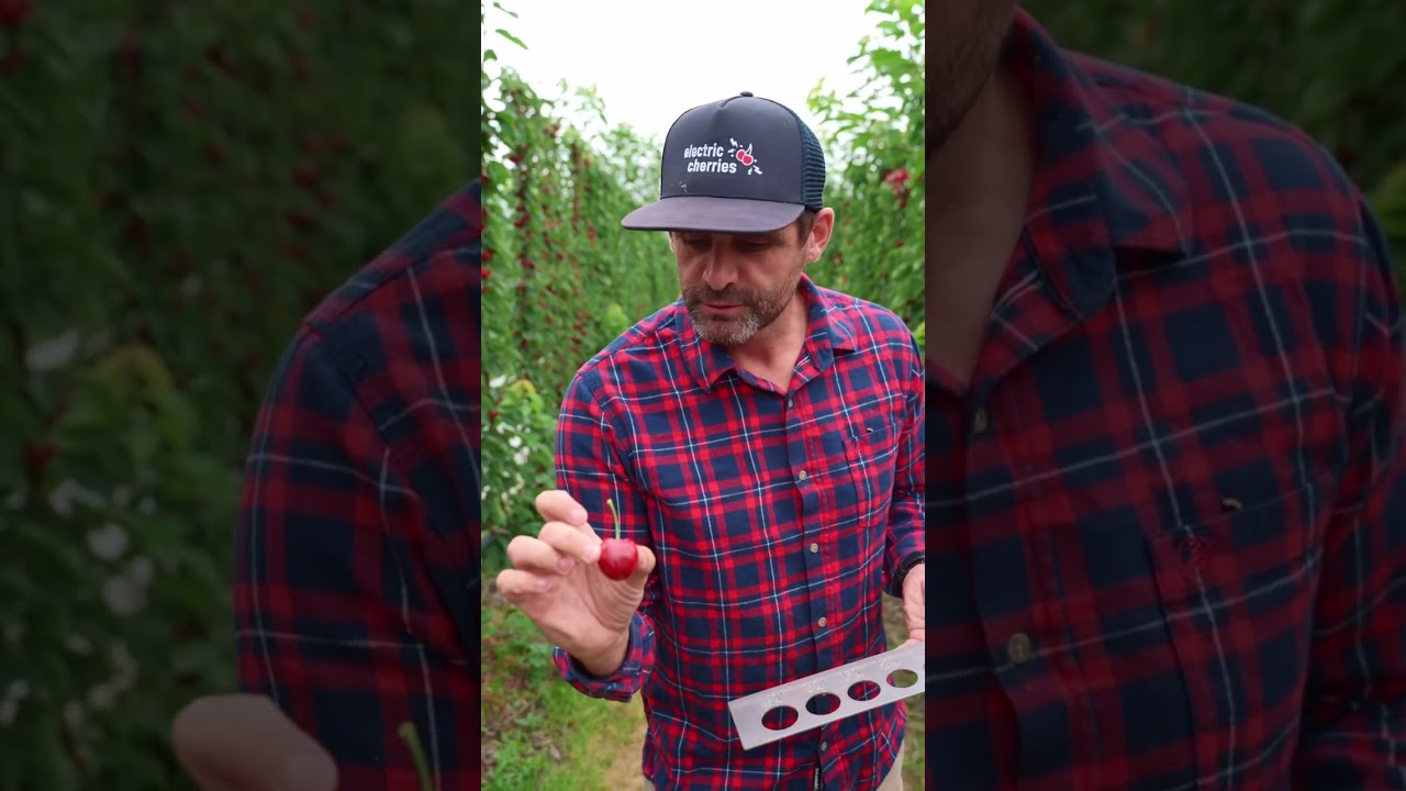 What makes the perfect cherry?