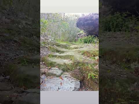 A gruna dos brejos , Verruga , Vila de Igatu , Andaraí , ChapadaDiamantina , Bahia, Brasil
