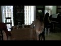 И.-С.Бах "Кофейная кантата" часть 1 