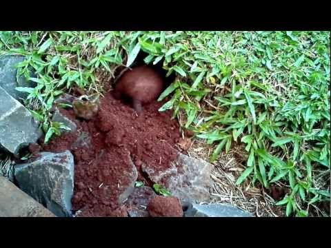 Tatú carreta o mulita sale del suelo