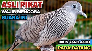 Download lagu Perkutut Lokal Gacor RAJA PIKAT Ahlinya Bikin Semua Burung Perkutut Gacor Nyaut mp3 Download lagu Perkutut Lokal Gacor RAJA PIKAT Ahlinya Bikin Semua Burung Perkutut Gacor Nyaut mp3