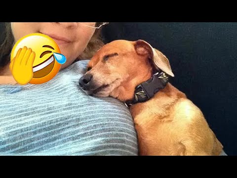 You Laugh You Lose🥭Funniest Dogs and Cats 2026🐶 🌹 #funnycats #funniestanimals #funnydogs