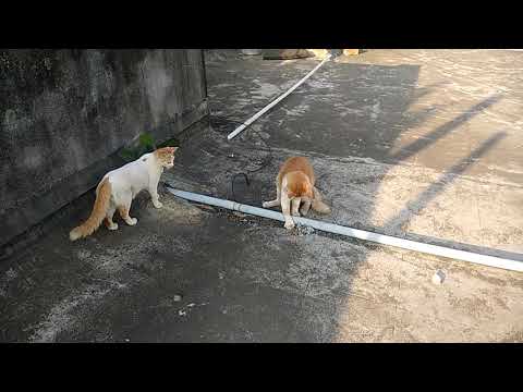 Cat goes hunting(part2)