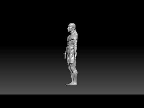 2018 Zbrush Male Anatomy
