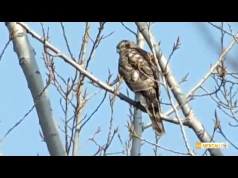 Eurasian Sparrowhawk