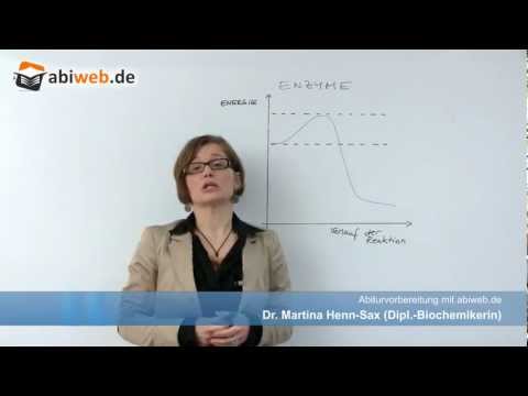Biologie Abitur Grundlagen: Enzyme sind Biokatalysatoren