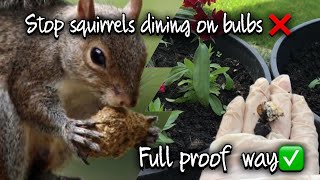 HOW TO SQUIRREL PROOF YOUR BULB PLANTERS/ How to deter squirrels from eating bulbs/