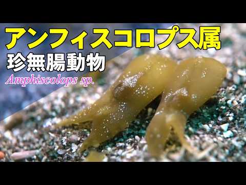 アンフィスコロプス属の群生