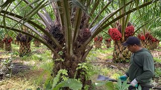 Download lagu GAK HERAN.! PANEN SAWIT GANDOLEO MEMANG BANYAK BUAH mp3