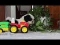 Shih Tzu dogs for sale: Gordon - Video 1