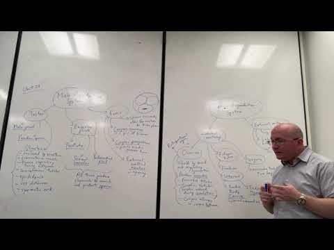 Unit 27 Reproductive System Lecture