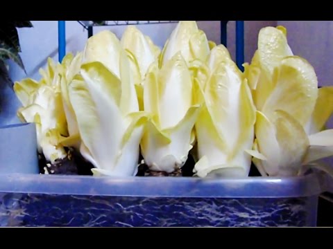 , title : 'How to grow chicory/endive at home (indoors) 🌱'