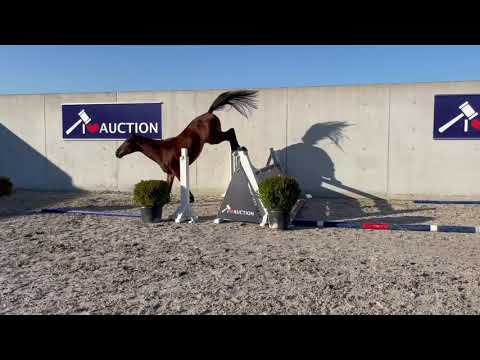 Wodan van het Ettingenhof Jumping