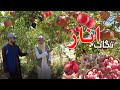 Tagab Seedless Pomegranate Kapisa Village تگاب انار افغانستان