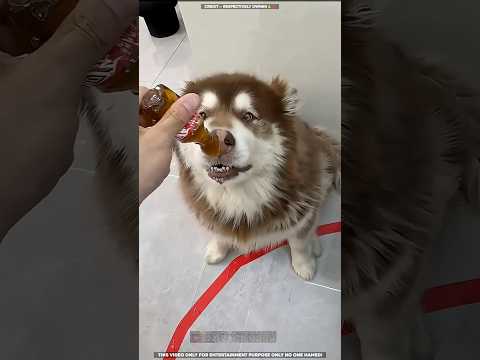 Dog Food Pepsi Jelly 🐕🧐 _ New Viral Gadgets, Smart Appliances, Kitchen Utensils_ Home Inventions