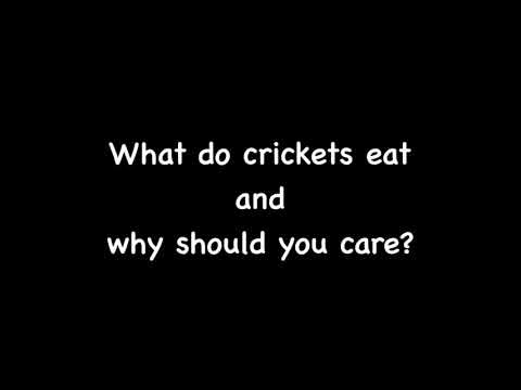 Raising Crickets: What do crickets eat and why should you care?