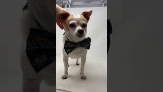 Video preview image #1 Cheeks Puppy For Sale in Benton, LA, USA