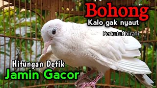 Download lagu PERKUTUT PUTIH GACOR BIRAHI - Pancingan Bikin Gacor. mp3