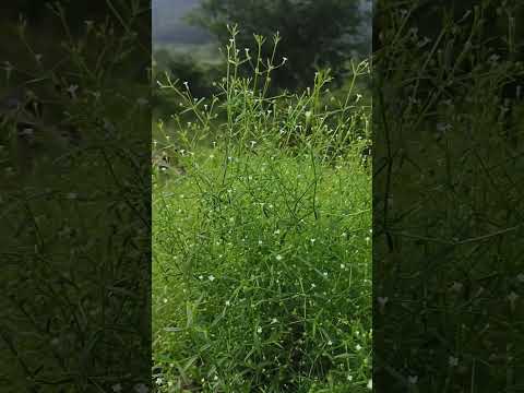 Beautiful flowers 🌺#flowers #nature #beautifullocation