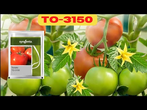 Hybrid red syngenta 3150 tomato, packaging type: packet, pac...