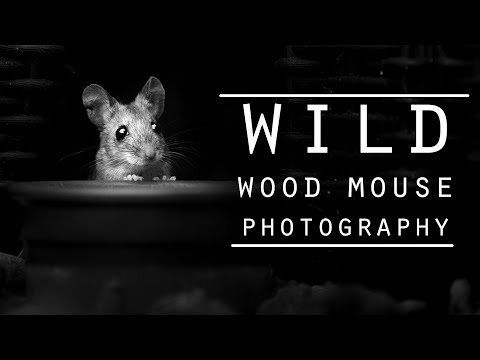 WILDLIFE PHOTOGRAPHY - Behind the scenes, urban garden wildlife photography