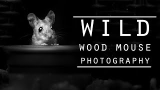 WILDLIFE PHOTOGRAPHY - Behind the scenes, urban garden wildlife photography