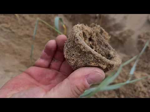 Der Buddel Fuchs am Sondeln kein Fund ist zu tief