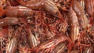 LIVE Shrimping With Brandon Traegar