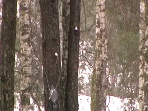 Air Arms Pro Sport Extreme range kill zone accuracy testing.wmv