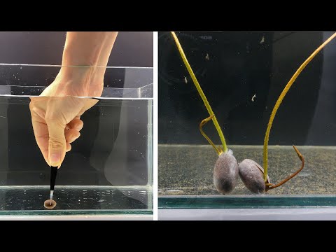 Growing Japanese Mini Lotus Time Lapse