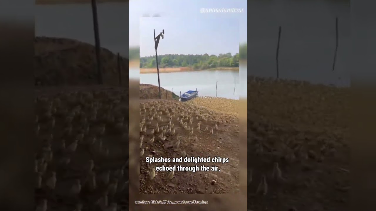 Thousands of Adorable Ducklings Take a Splashy Bath #duck #ducklings #video