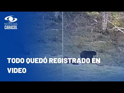 Oso de anteojos fue visto cazando en finca en Quindío y comunidad teme por su ganado