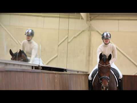 Approved stallion Las Vegas