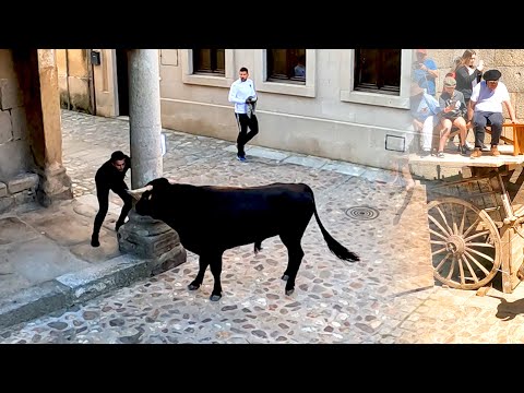 Toros Bravos San Felices De Los Gallegos 2022 La Plaza que sigue conservando su antigua tradición