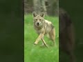 Coyote got a little too close🥴 #close #coyote #wildlife #fun #outdoors #scary #hunting #game #call