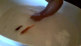 preview picture of video 'Camila Victoria: Jugando con mis Peces - Playing with my Fish.'